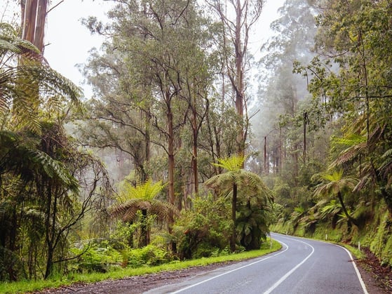 Yarra Ranges 2